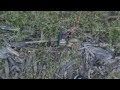 Bucket of Bottle Rockets
