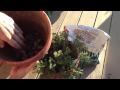 How to Grow Thyme in a Pot - Best 4 Tips