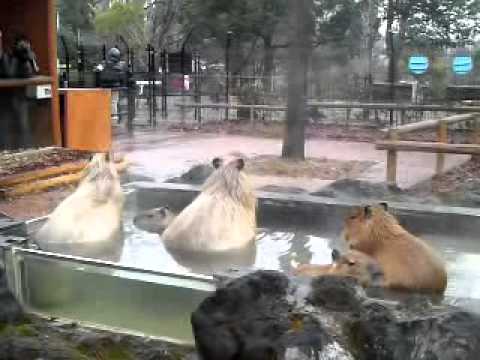 カピバラ温泉　親子団欒　　＠こども動物自然公園