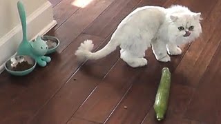 PRANKING CLOUD WITH A CUCUMBER!! PRANKING CLOUD WITH A CUCUMBER!!