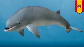 Sonars may be causing some whales to become suicidal - TomoNews