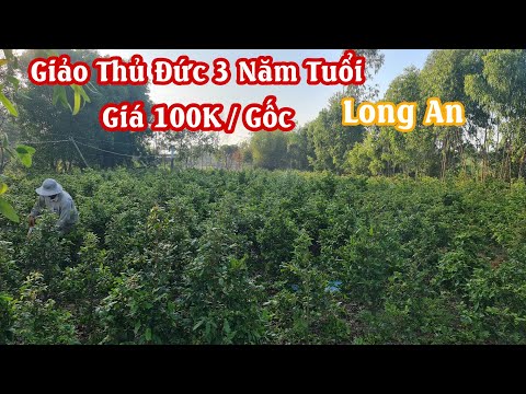 Mai GIẢO THỦ ĐỨC 3 năm tuổi giá 100K ở Long An