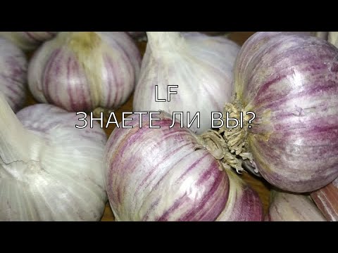 Выращивание лука из бульбочек 22