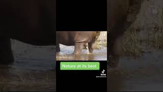Hippo Sprays Muck
