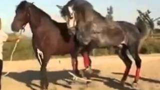 Atların Çiftleşmesi