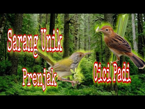 Mantap Dua Sarang burung sekaligus