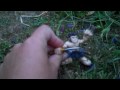 Wolverine + The Sleeping Stone Dog