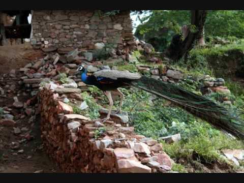 Paradesi : Jagati sigalo Telugu Song (I love India)