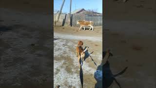 Рыжий И Коровы