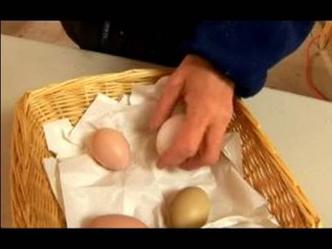 Understanding Chickens Eggs : Types of Chicken Eggs