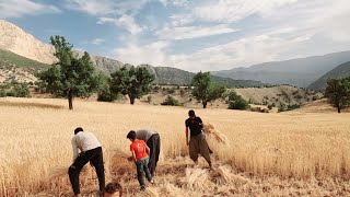 The Season Of Harvesting Agricultural Crops In The Old Way, The Second Part Of Irans Nomads
