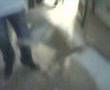 STORIA D'AMORE SMCV:Pako e un cane incapato a scopare!!!