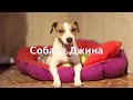 Видео Егор Крид - Мне нравится | СОБАКА ДЖИНА ПОЁТ | Elli Di Собаки Видео Егор Крид - Мне нравится | СОБАКА ДЖИНА ПОЁТ | Elli Di Собаки