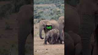 Ultimate Guide To The Majestic World Of Elephants