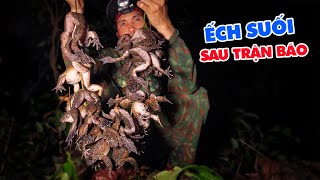 Ếch Xuất Hiện Cực Nhiều Sau Trận Bão, Không Có Sức Mà Ăn.