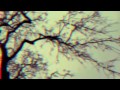 Tamarisk Tree Video preview