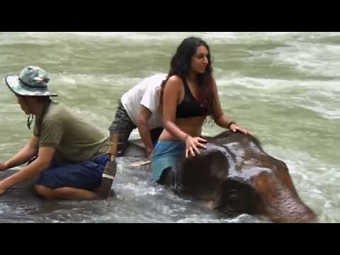 Laos elephant bath