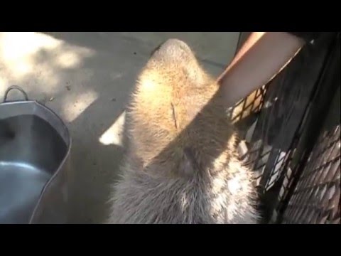 カピバラマッサージ（ペエー君） [Capybara]