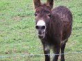 donkey