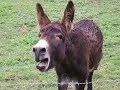 donkey