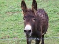 donkey