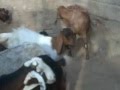 Behlim Farming Fatehpur (Abdul Salam)