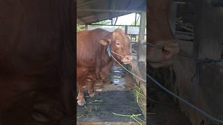 Limusin Bull