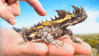 Spiked By Sharpest Lizard On Earth! (Thorny Devil)