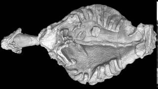 Computed Tomography Scan Of A 260 Million Year Old Proto Turtle, Eunotosaurus, From South Africa.