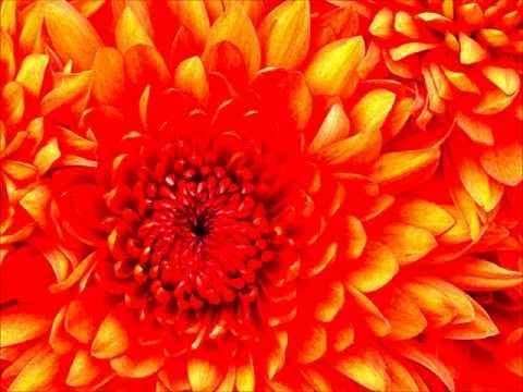 Gippy Garewals Mulajedarian from Mirza- Starting Music