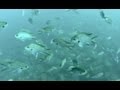 海釣りfishing video by GoPro ウキ下の魚 網代港 3月5日 カゴ釣り