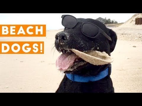 Funniest Dogs at the Beach Compilation 2018 | Funny Pet Videos