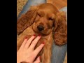 Funniest Dogs at the Beach Compilation 2018 | Funny Pet Videos