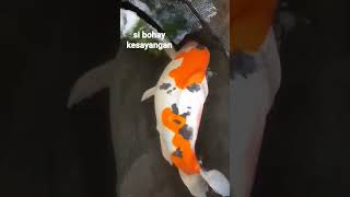 Si Bohay Kesayangan