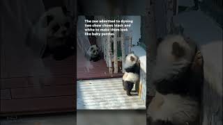Zoo Tries To Pass Off Dogs As Baby Pandas #Shorts