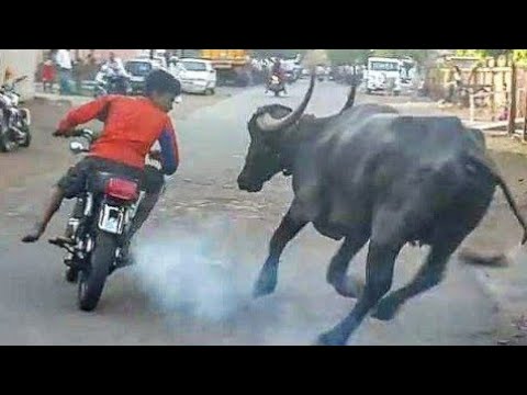 Funny Videos 2019 | Part-2 | TWF | Comedy videos 2019 | Best comedy videos | funny videos
