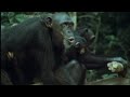 Ape