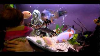 Daizee-Mai Our Cichlid Tank