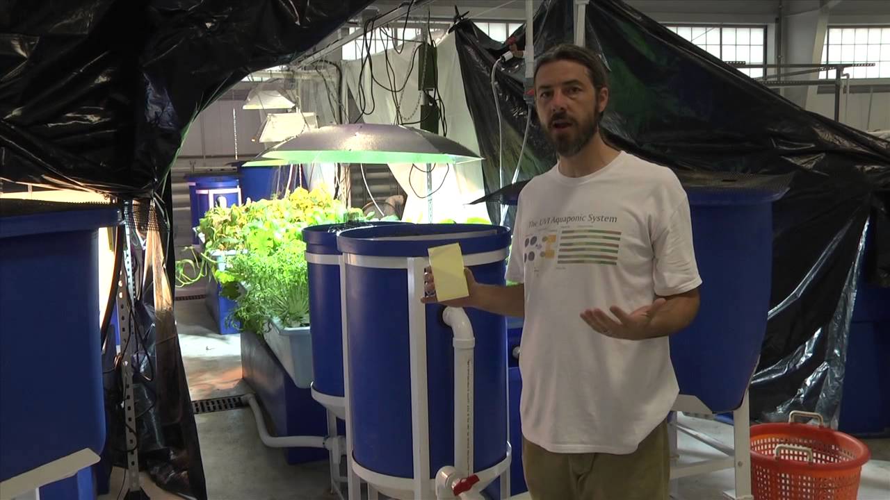 Aquaponics at Kentucky State University Aquaculture ...