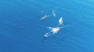 Whales of Poipu