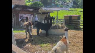 Liechtenstein 🇱🇮 Lama here!