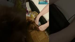 Feet Tickle Lickle Dog
