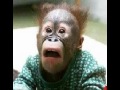 Helpful Monkey Wallpapers Entire Home - JAD FAIR & YO LA TENGO