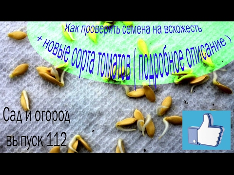 Как проверить всхожесть семян в домашних условиях Как проверить всхожесть семян в домашних условиях