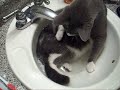Sir Maslow Playing In Sink
