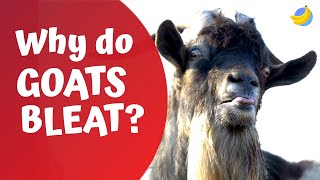 Why Do Goats Bleat? Curious Questions