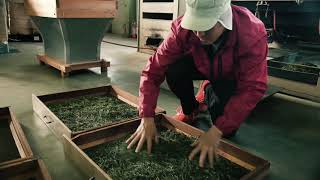 Gyokuro & Sencha Processing After Hervesting