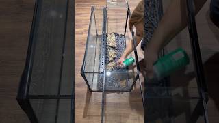 Bioactive Background Build