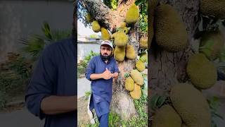 Jackfruit Tree In Stan