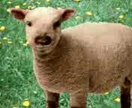 welsh speed dating sheep It turns out the two met at a speed dating event for dogs only ‘world’s worst sheepdog’ tries rounding up sheep, somehow gets them to play instead follow us. welsh speed dating sheep It turns out the two met at a speed dating event for dogs only ‘world’s worst sheepdog’ tries rounding up sheep, somehow gets them to play instead follow us.